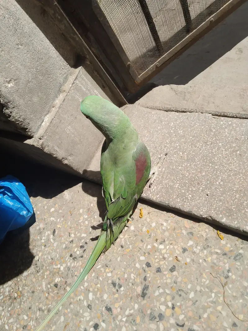 Alexander raw parrot female — photo 4