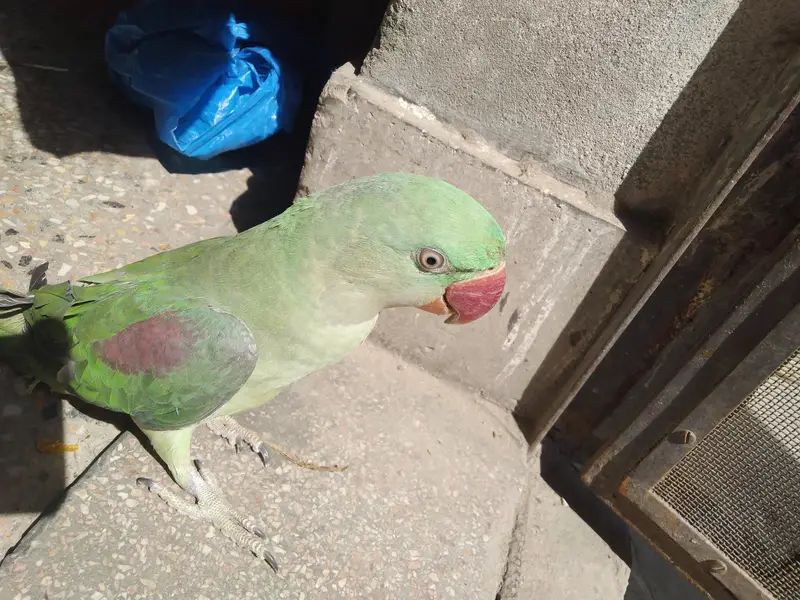 Alexander raw parrot female — photo 5
