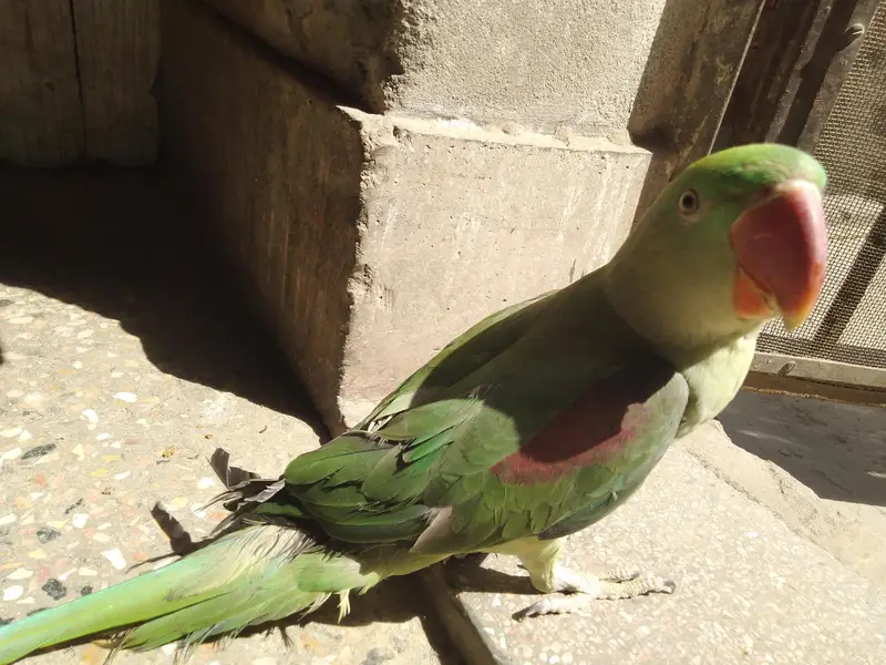 Alexander raw parrot female — photo 6