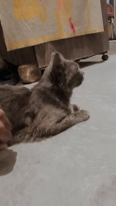 Tom For sale