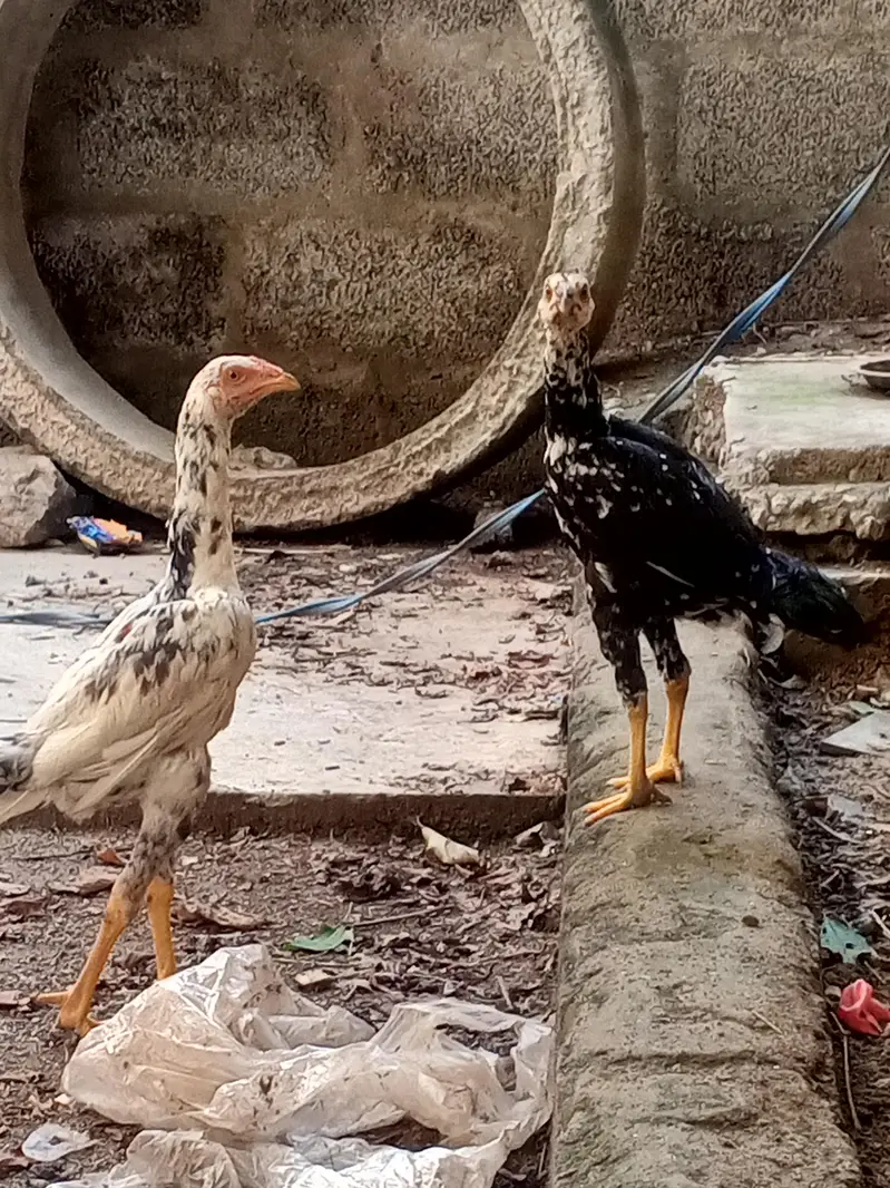 cheena aseel — photo 2