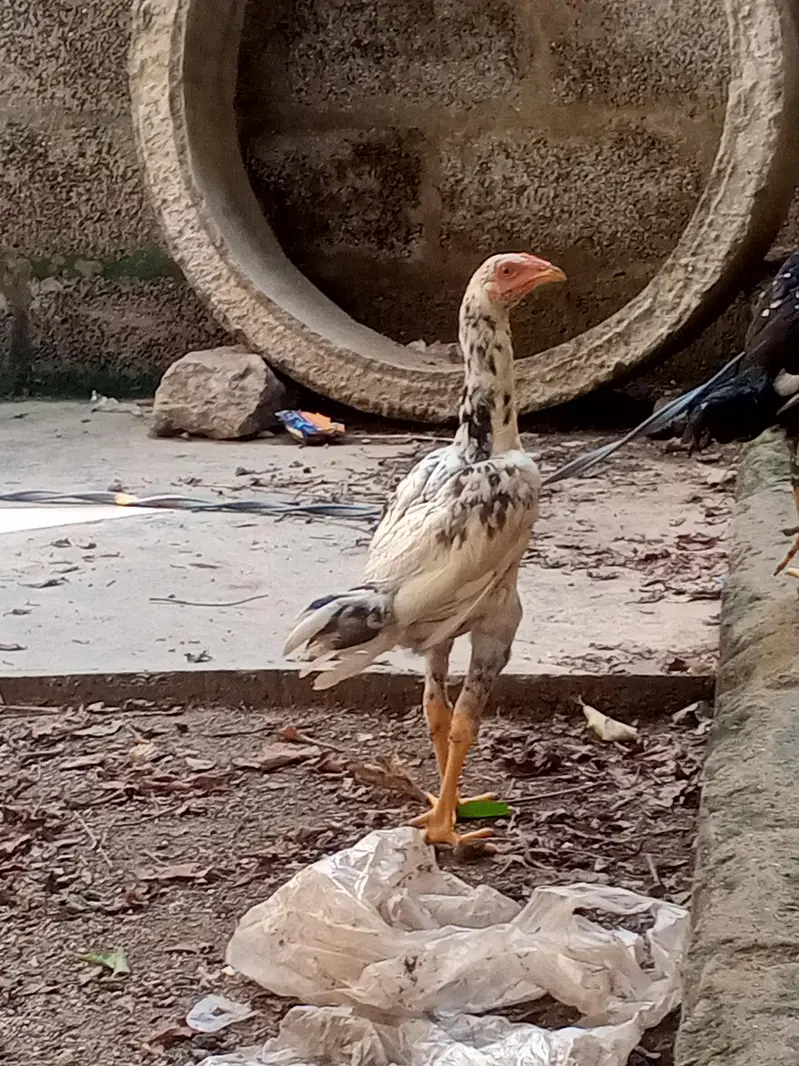 cheena aseel — photo 3