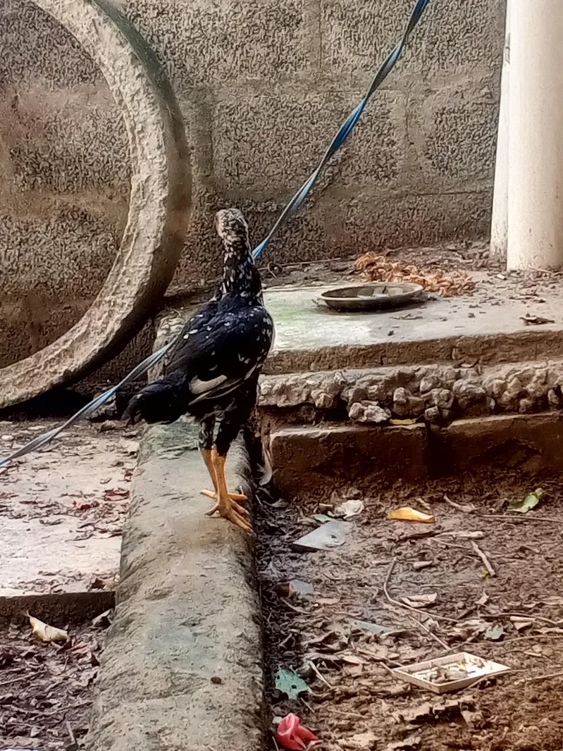 cheena aseel — photo 4
