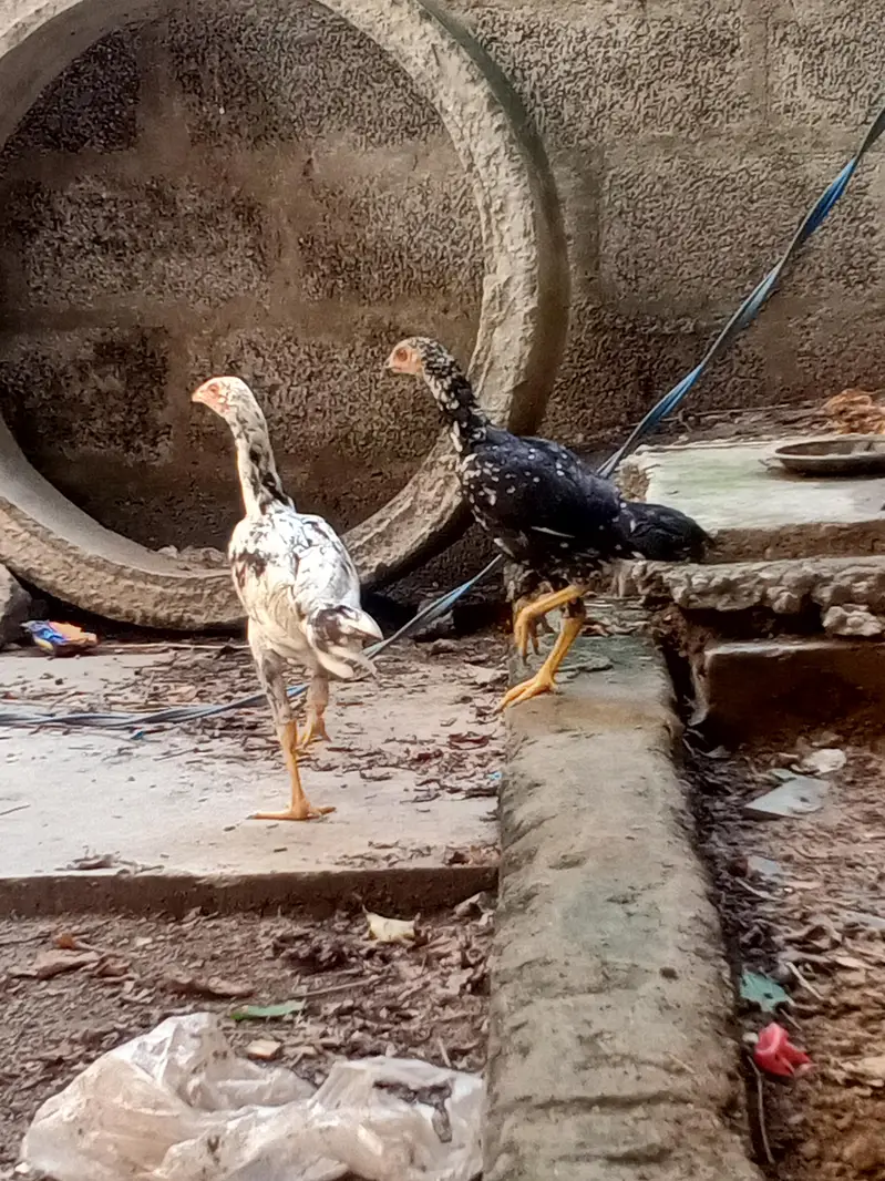 cheena aseel — photo 5