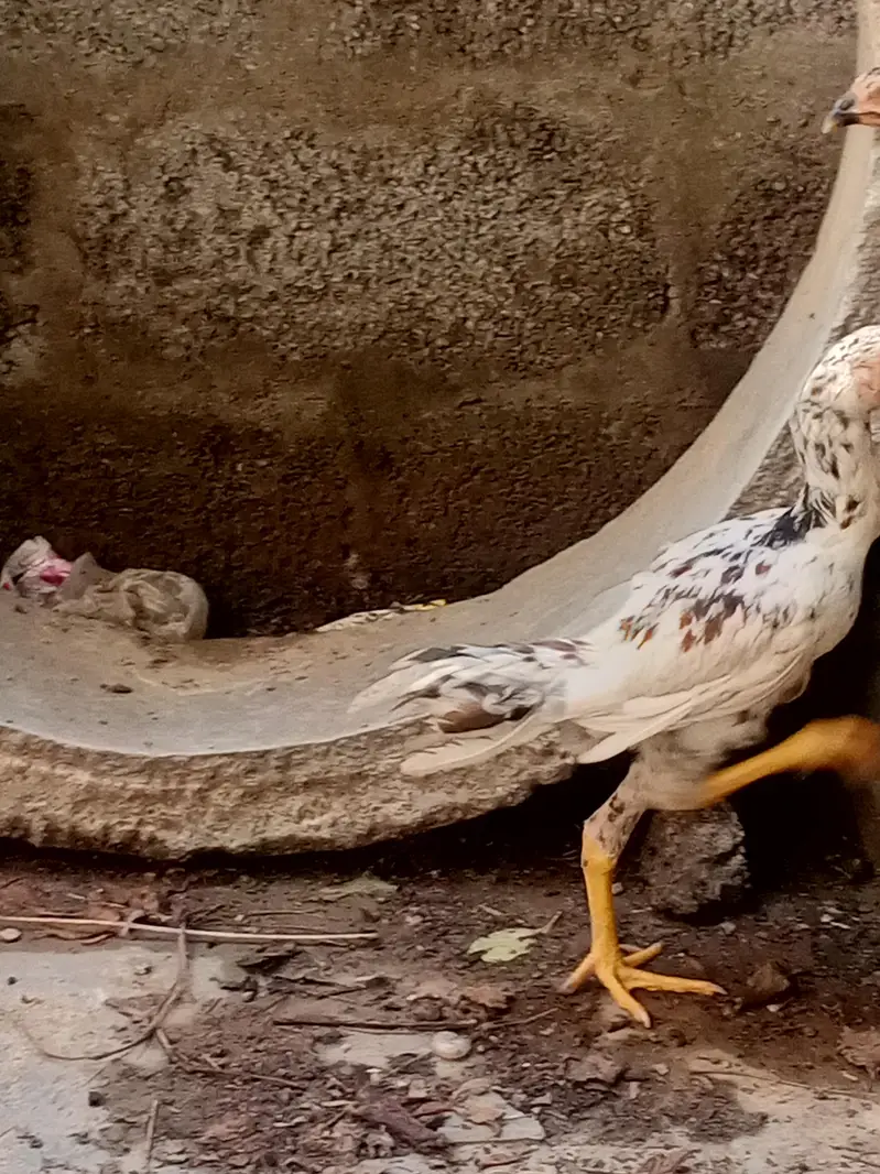 cheena aseel — photo 7