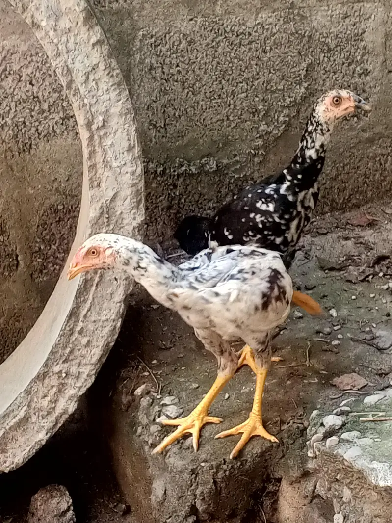 cheena aseel — photo 8