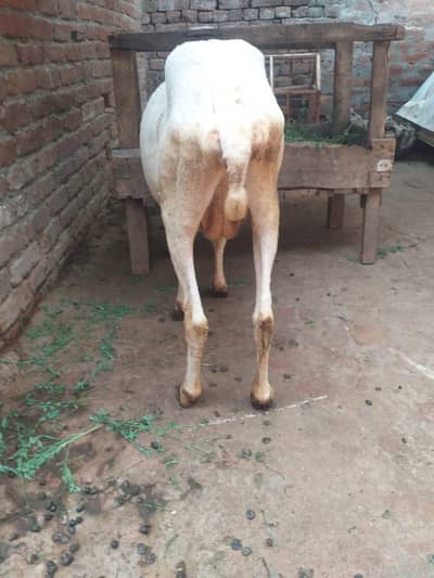 female sheep for sale 1 ankh sy isko thora kam dikhta