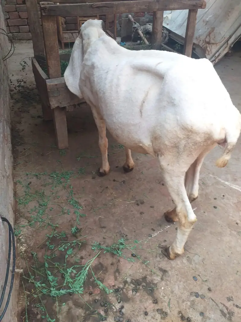 female sheep for sale 1 ankh sy isko thora kam dikhta — photo 2