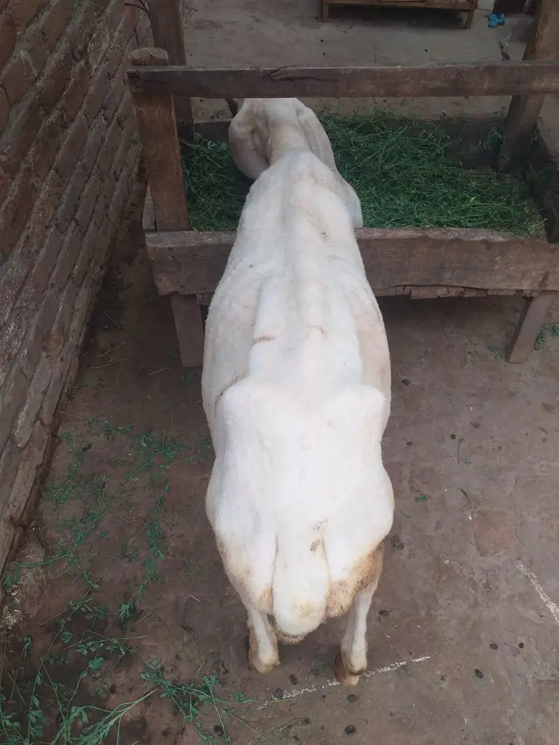 female sheep for sale 1 ankh sy isko thora kam dikhta — photo 3