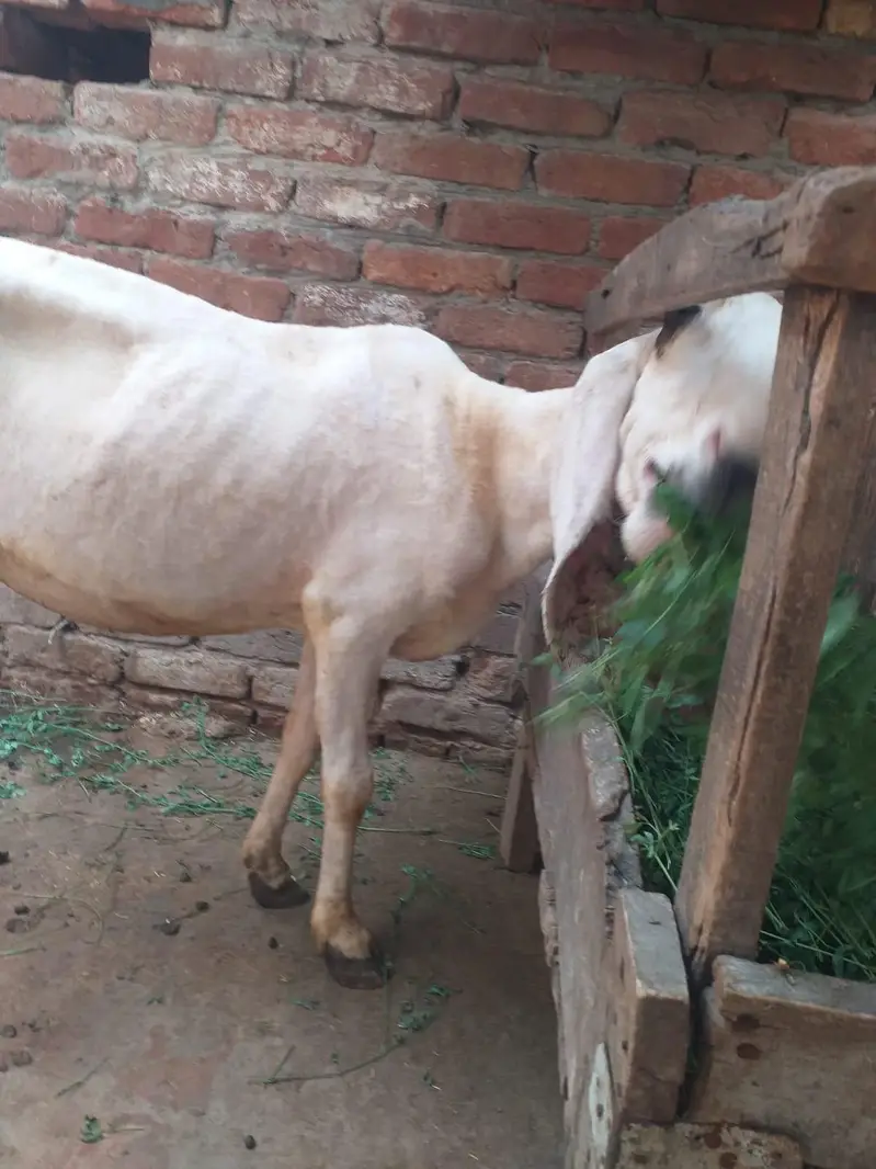 female sheep for sale 1 ankh sy isko thora kam dikhta — photo 4