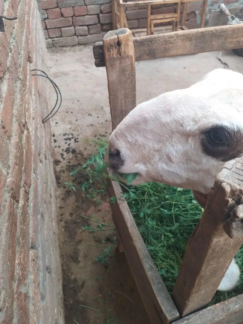 female sheep for sale 1 ankh sy isko thora kam dikhta — photo 5
