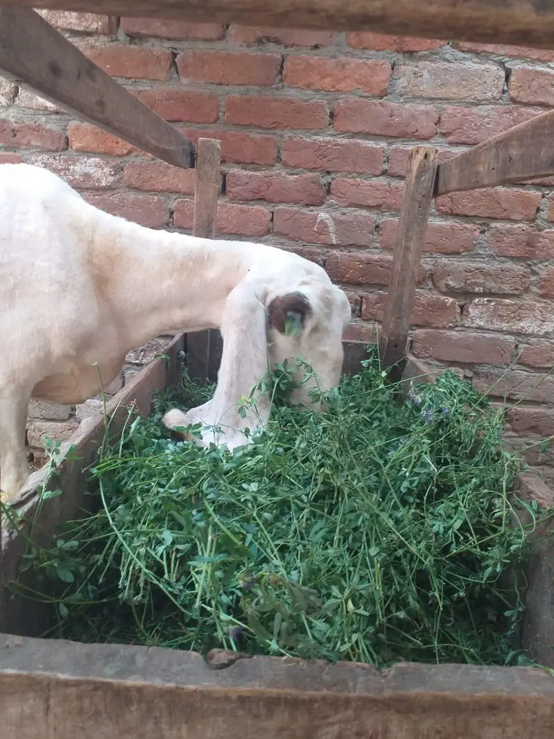 female sheep for sale 1 ankh sy isko thora kam dikhta — photo 6