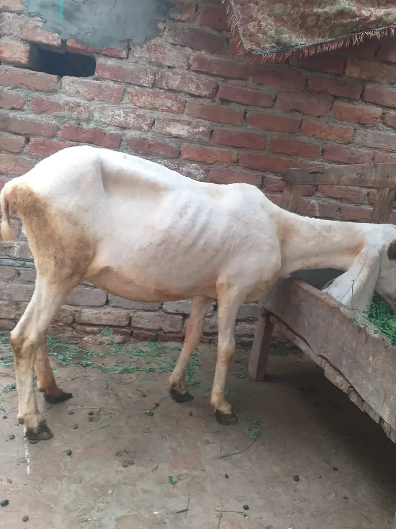 female sheep for sale 1 ankh sy isko thora kam dikhta — photo 7