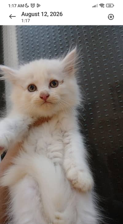 Persian kittens (rate may Kami ho Jaye gi)