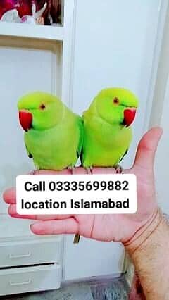 Pair Hand Tamed Friendly Green Ring Neck Male/Female Parrot's