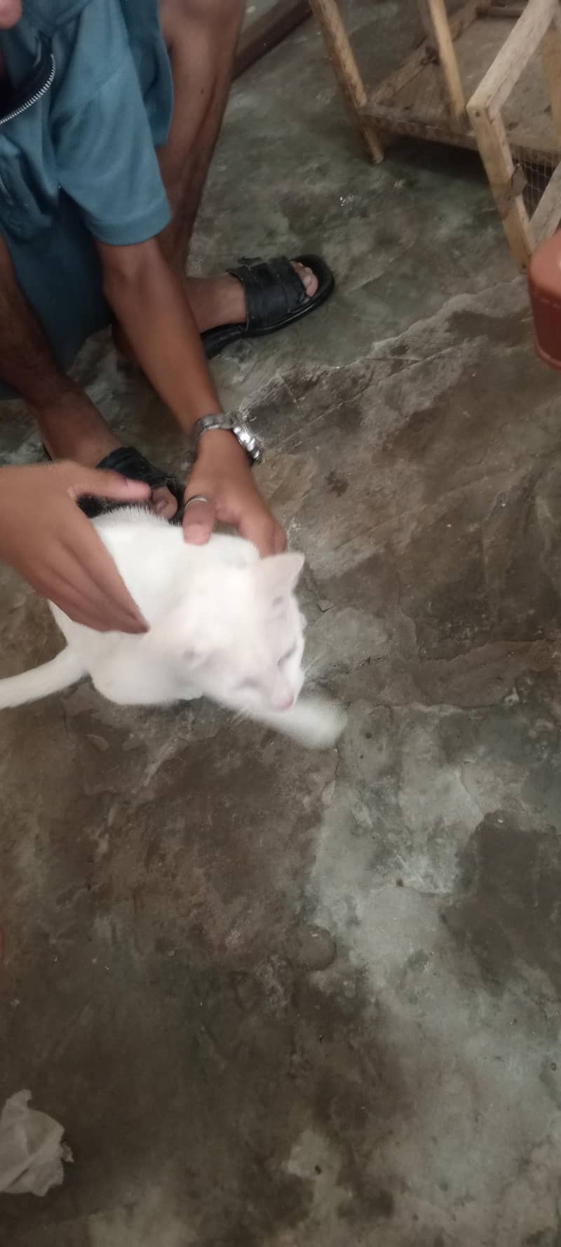 White cat 0