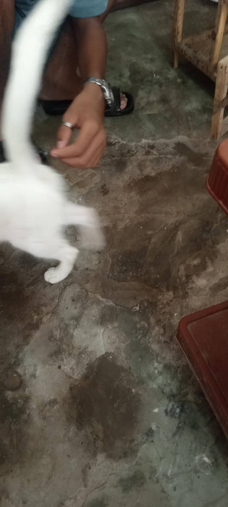 White cat 1