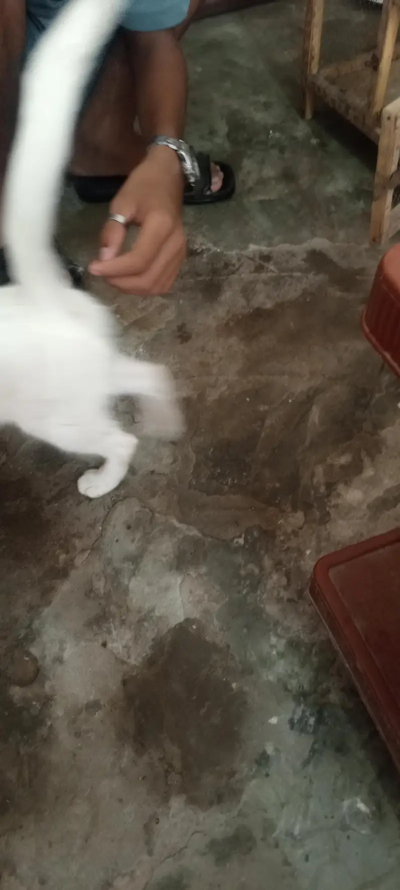 White cat — photo 2