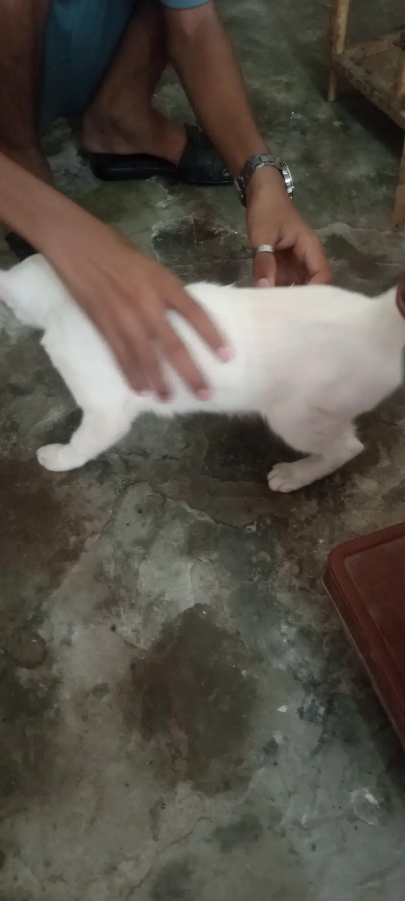 White cat — photo 3