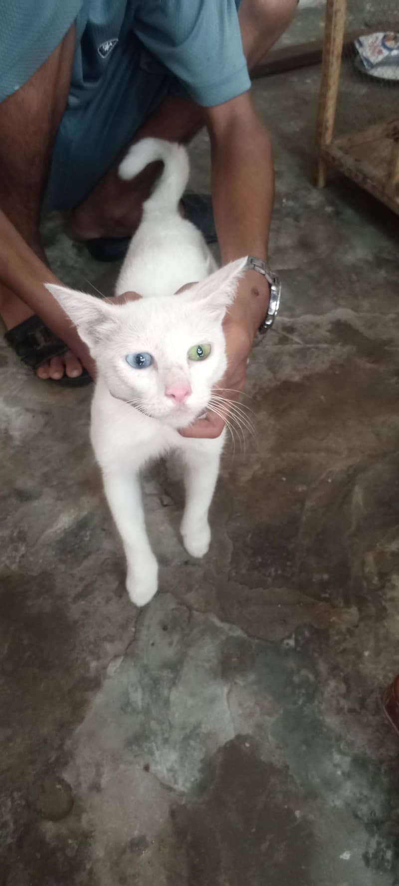 White cat 3