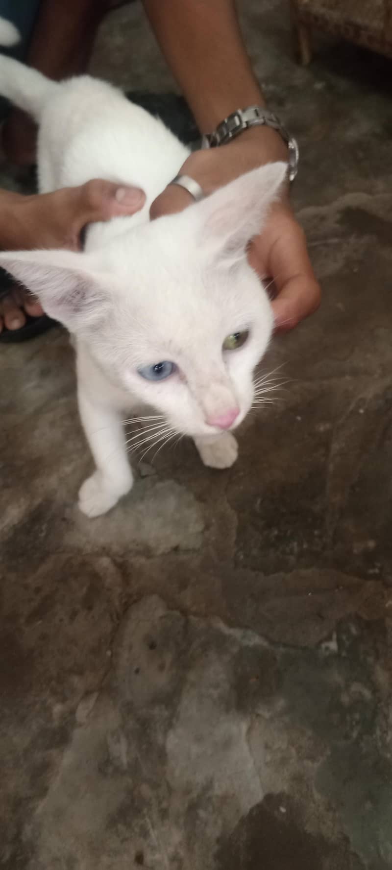 White cat 4