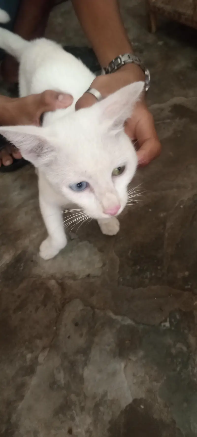 White cat — photo 5
