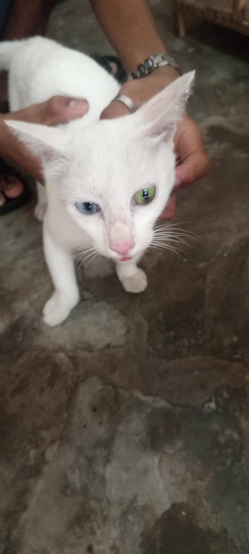 White cat 5