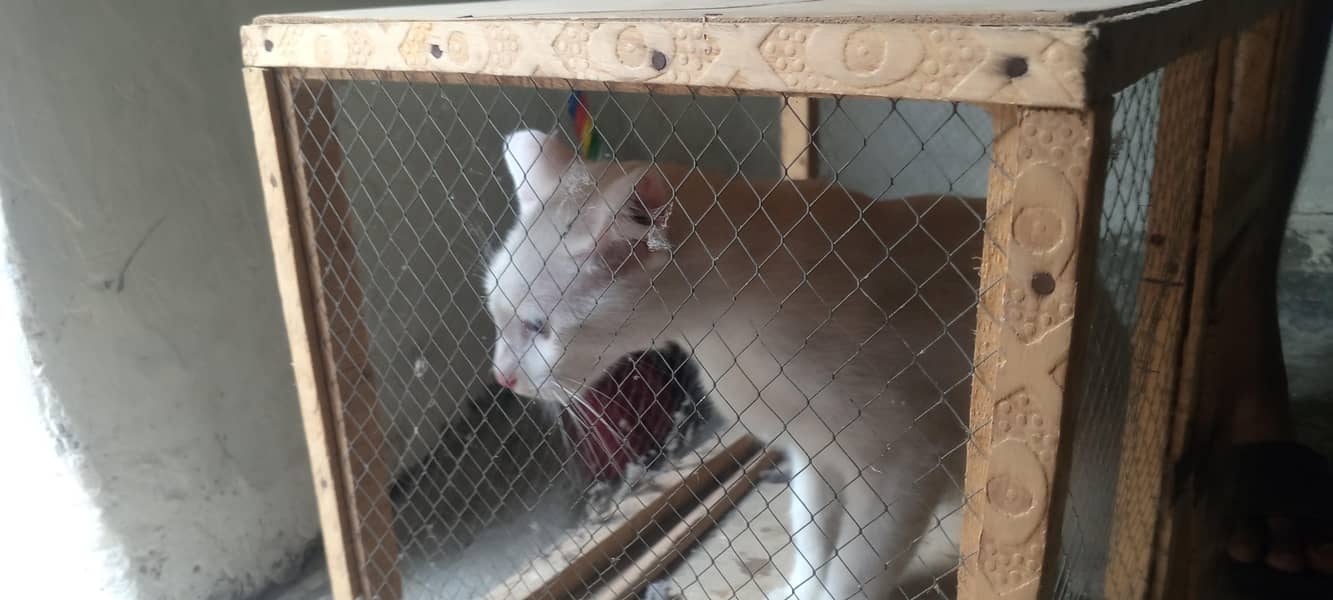 White cat 6