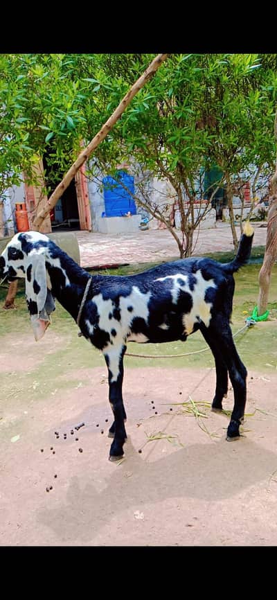 Amratsari  |Bakra |Goat |sheep |chatra |kajla