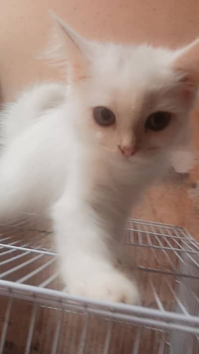 Persian Cat Rs 3500