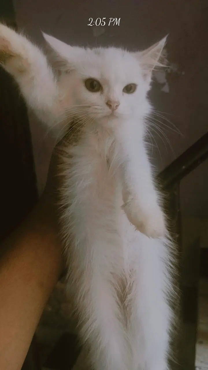 Persian Cat Rs 3500 — photo 2