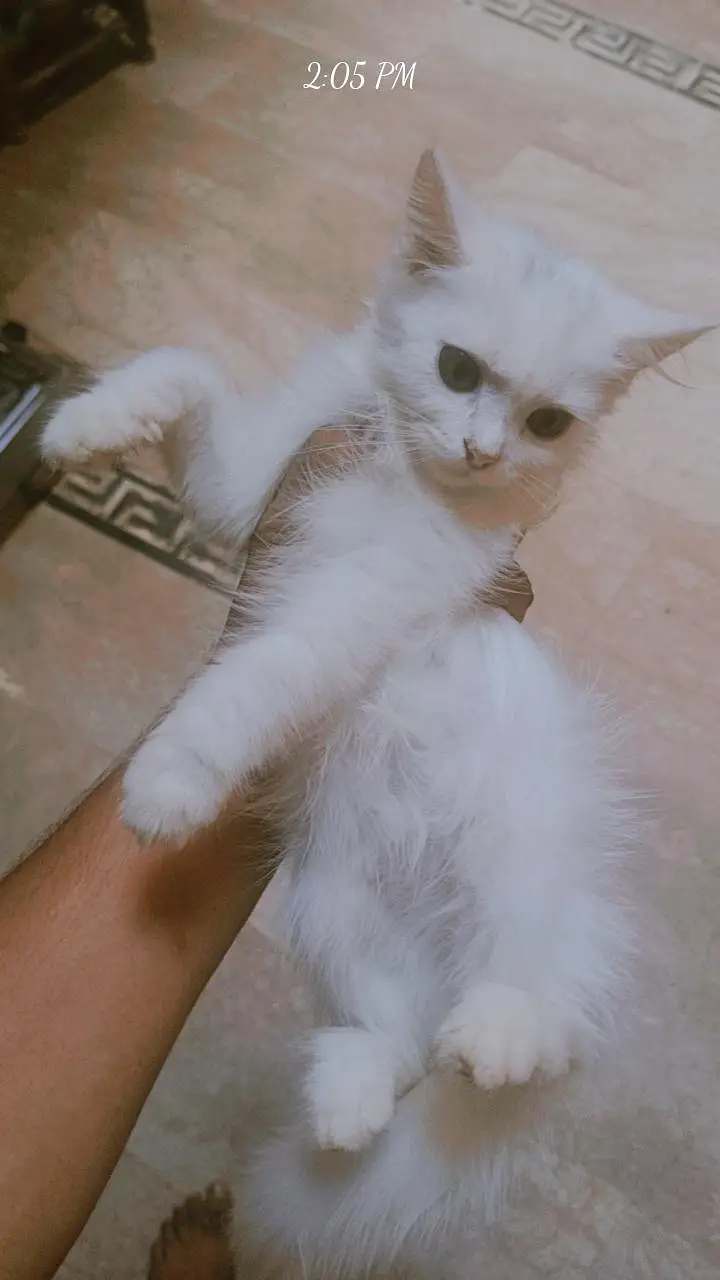 Persian Cat Rs 3500 — photo 3