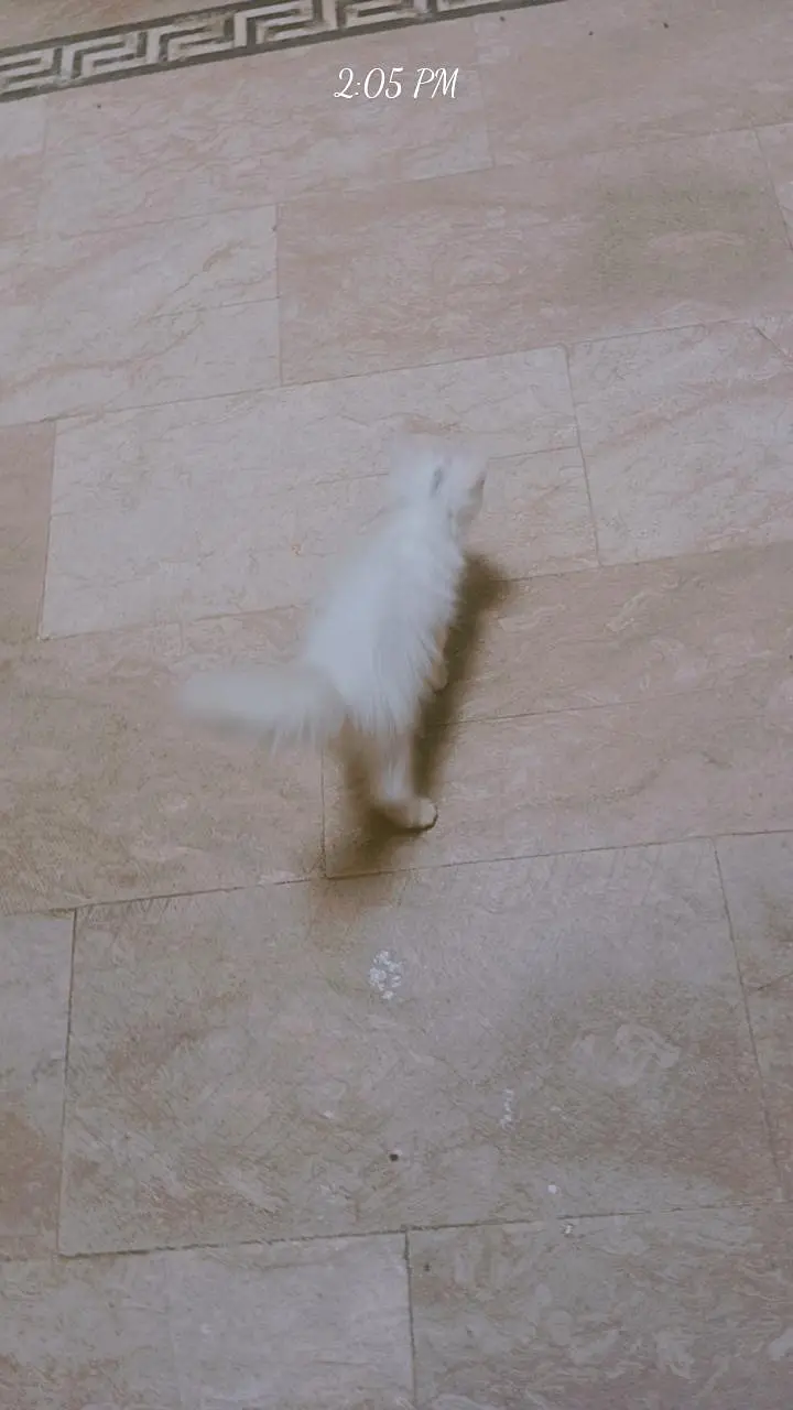 Persian Cat Rs 3500 — photo 4