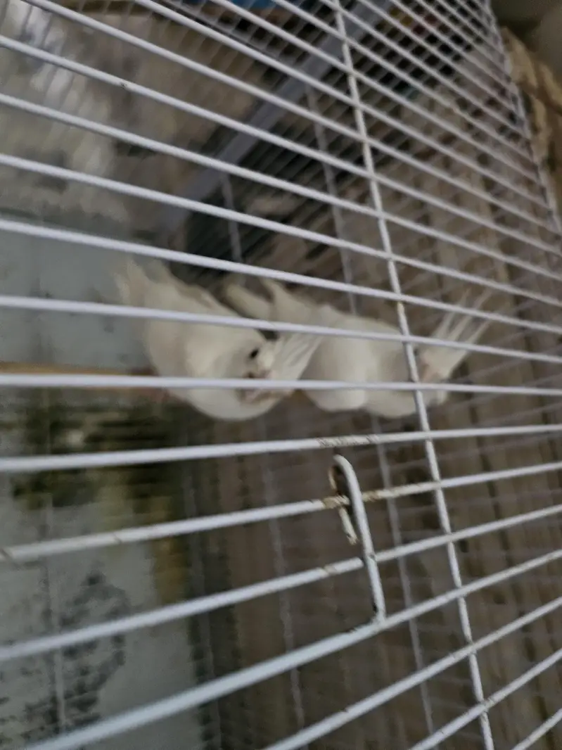 white eno pair — photo 2