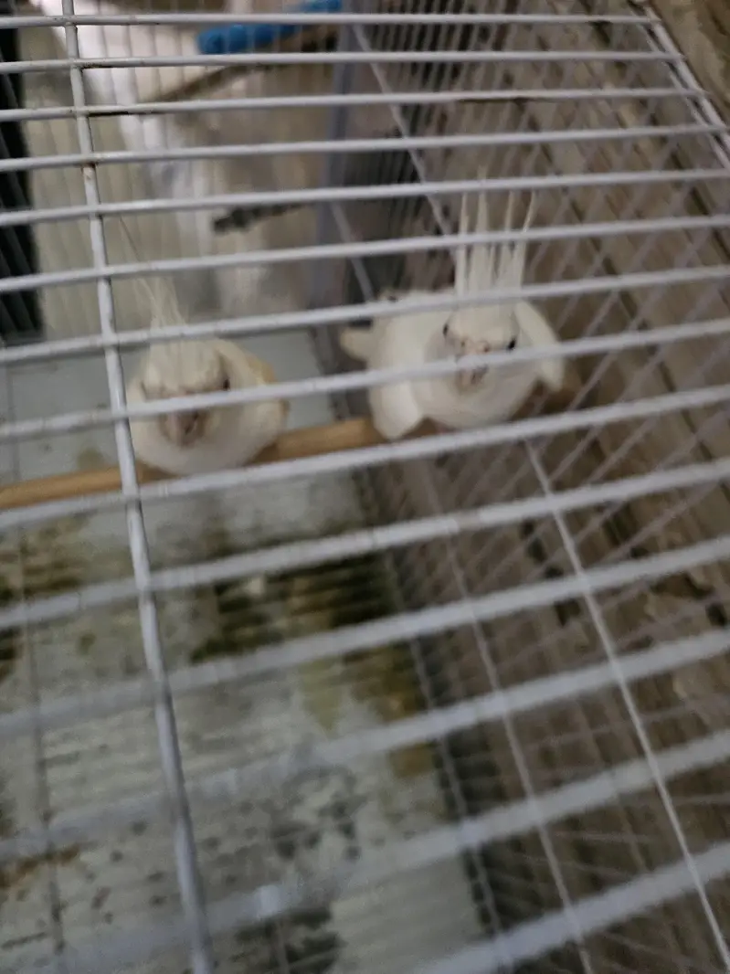 white eno pair — photo 3