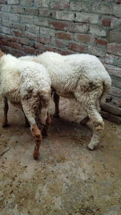 sheep