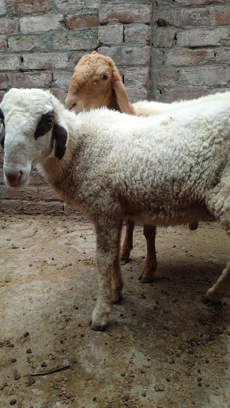 sheep — photo 2