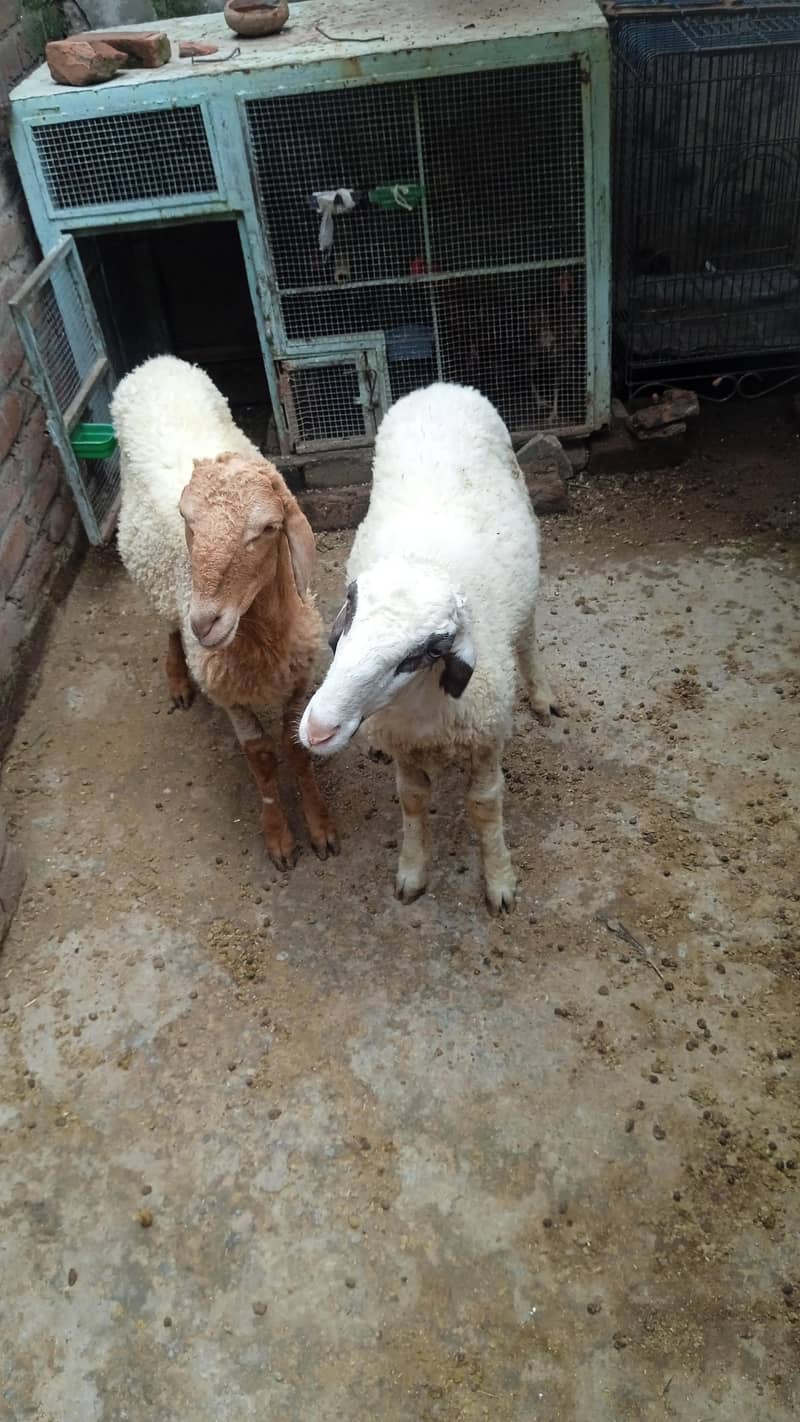 sheep 2