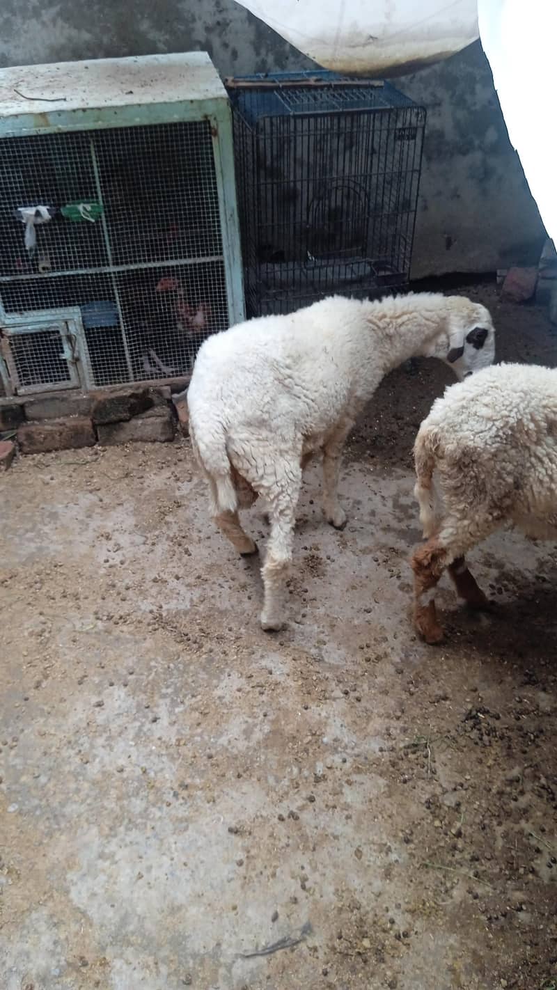 sheep 3