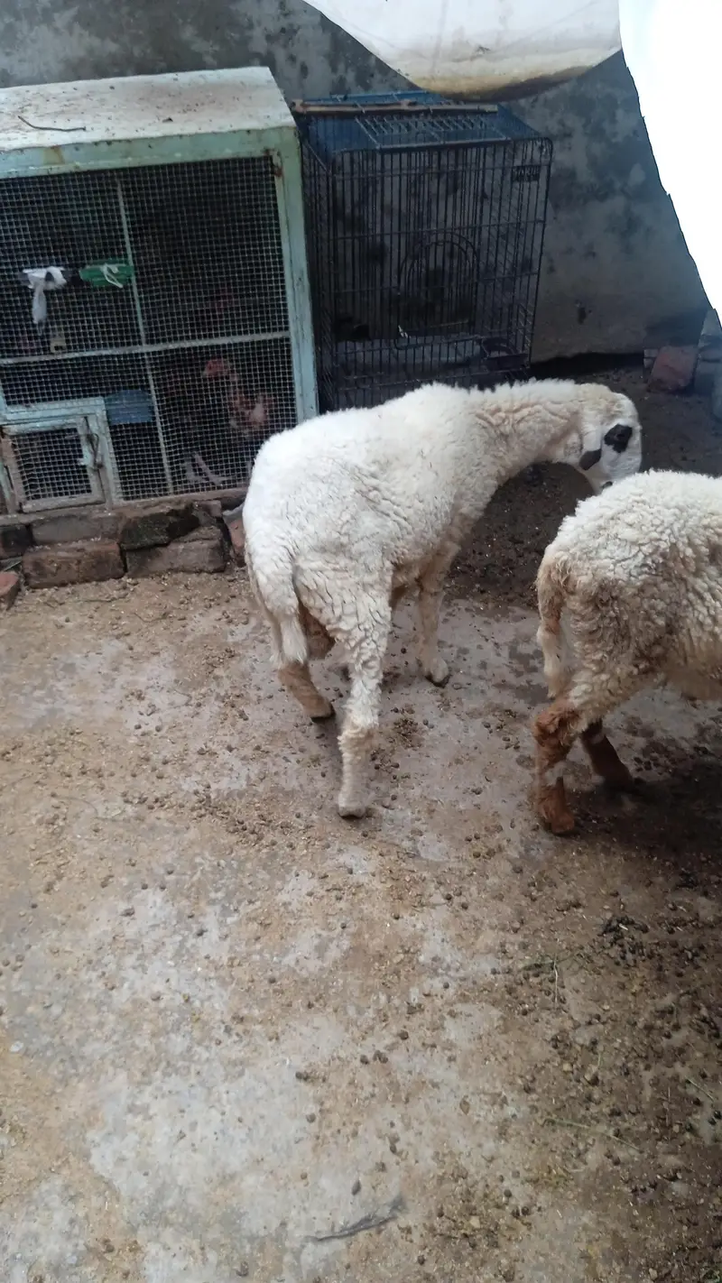 sheep — photo 4