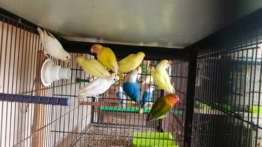 Lovebirds
