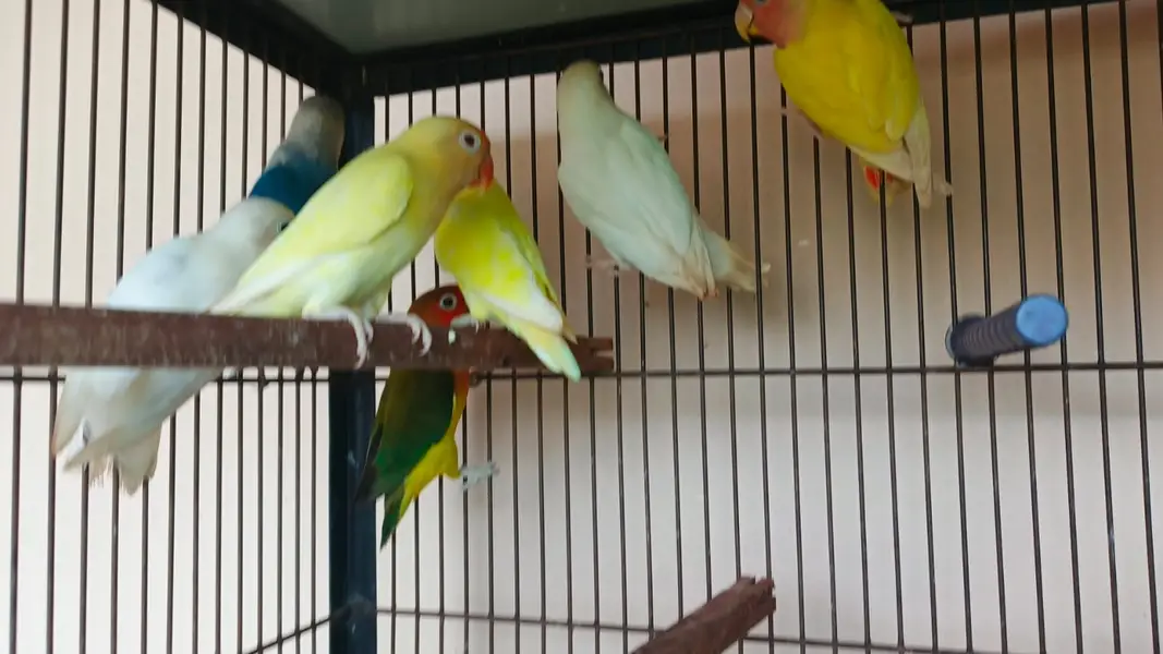 Lovebirds — photo 2