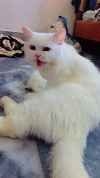 Persian cat