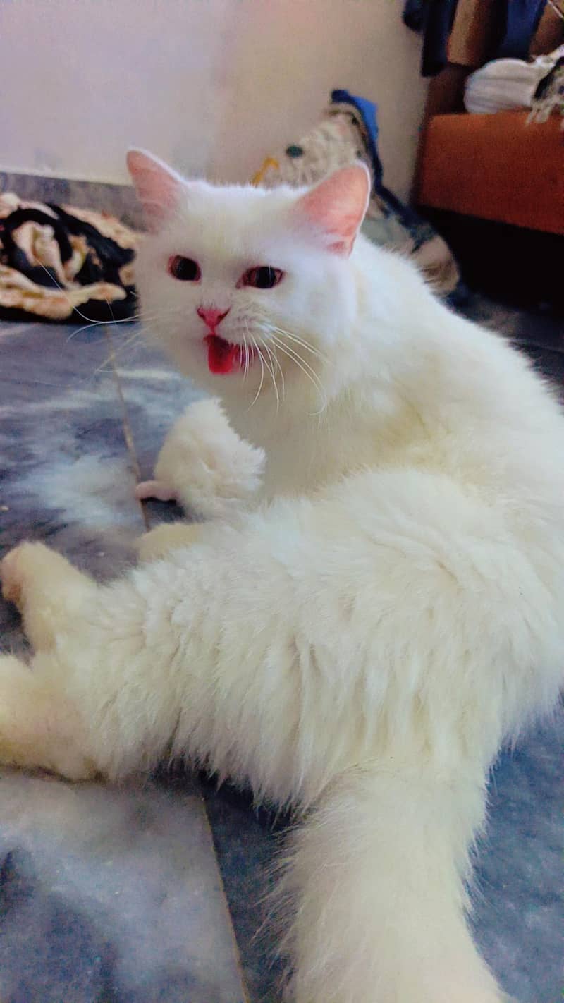 Persian cat punch face 0