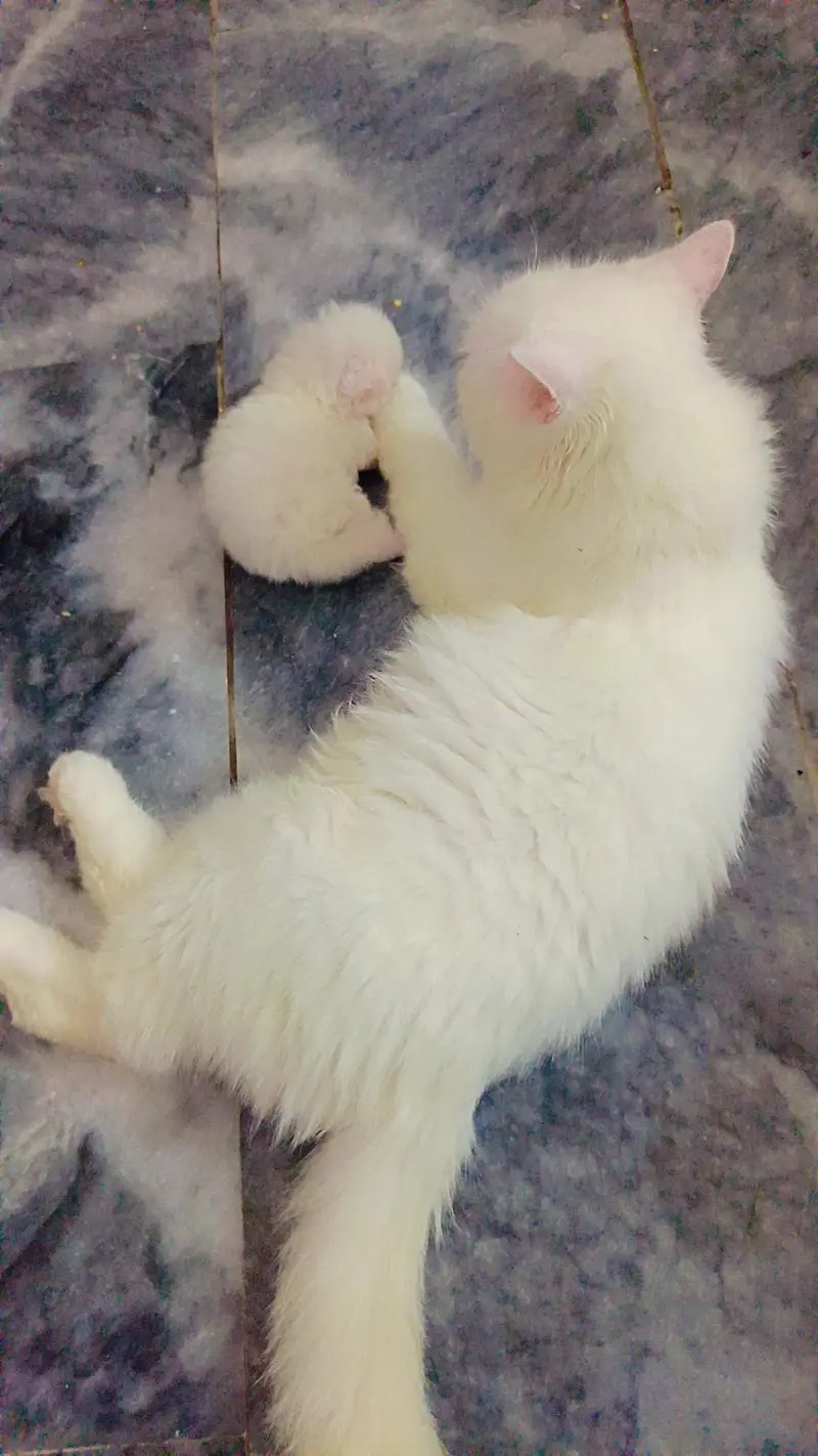 Persian cat — photo 2
