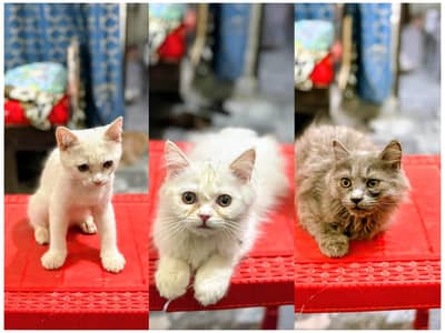 Title : Pure home Persian cats for sale . . .