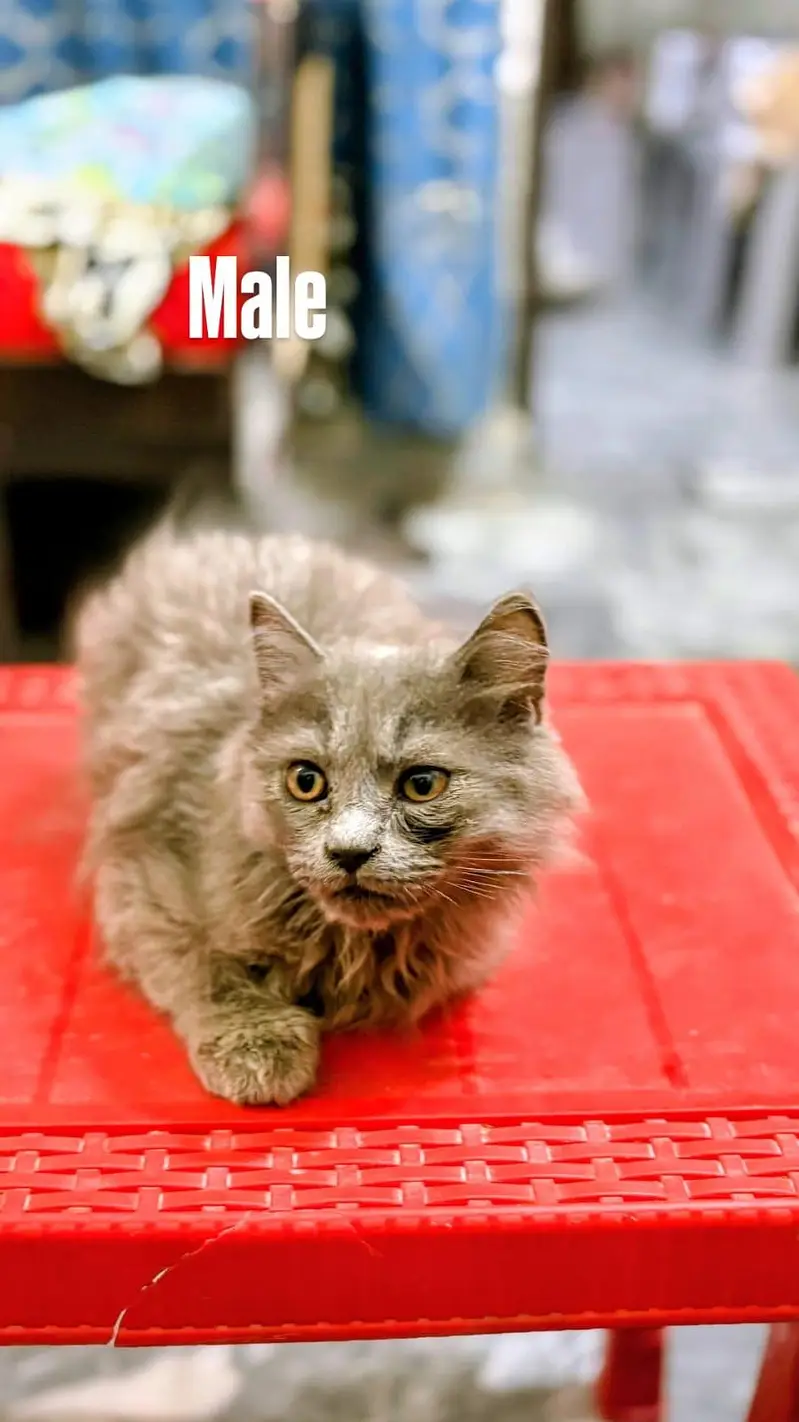 Title : Pure home Persian cats for sale . . . — photo 2