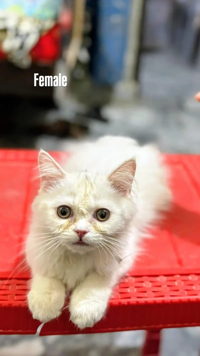 Title : Pure home Persian cats for sale . . . — photo 3