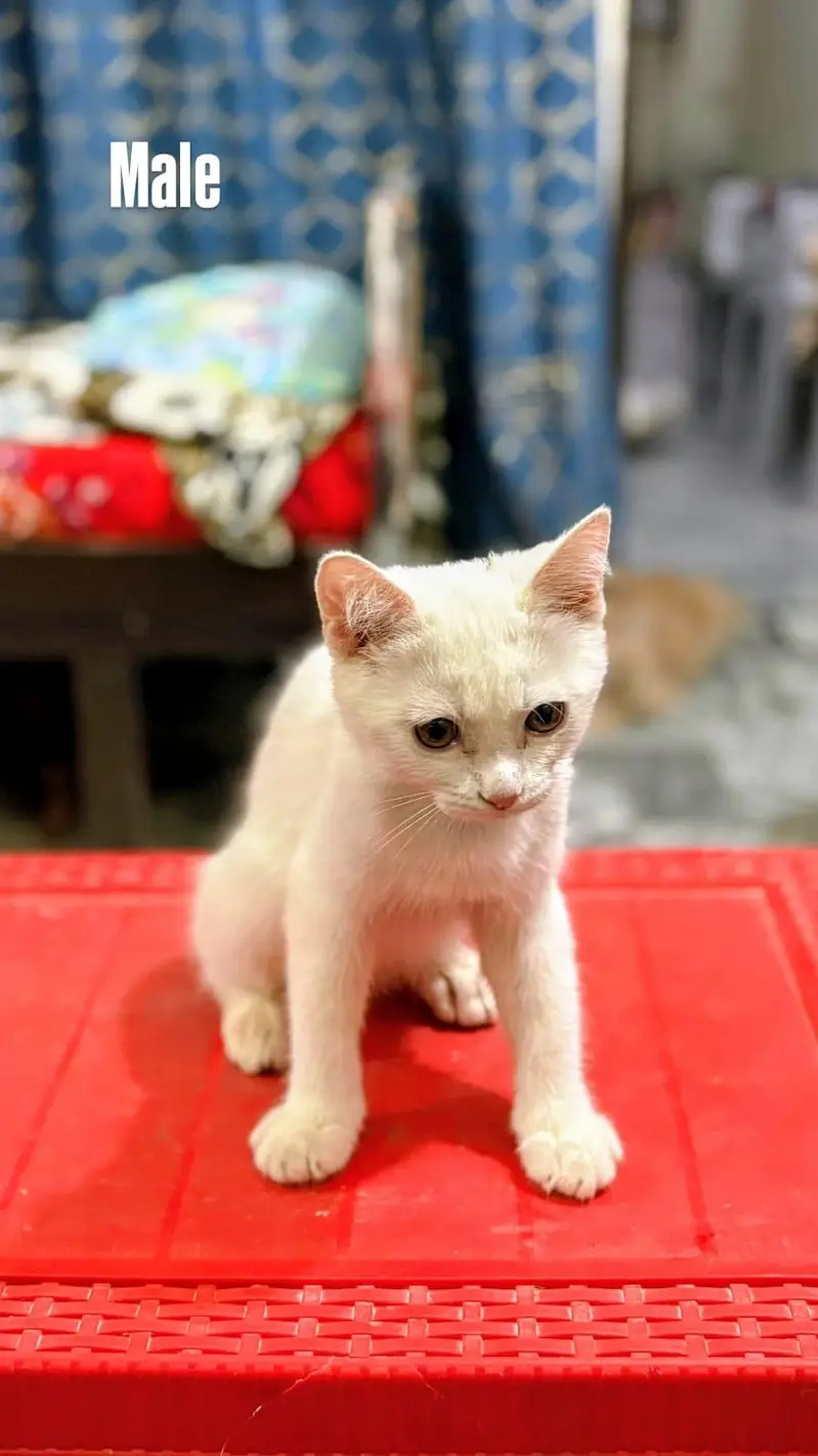 Title : Pure home Persian cats for sale . . . — photo 4