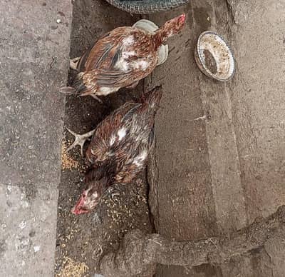 Eggs Laying Aseel Hens Available for sale